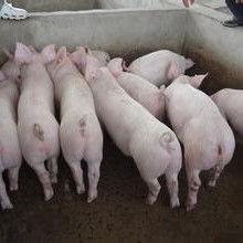 小猪崽子爆料视频大全最新,揭秘娱乐圈幕后真相 第1张 小猪崽子爆料视频大全最新,揭秘娱乐圈幕后真相 第1张